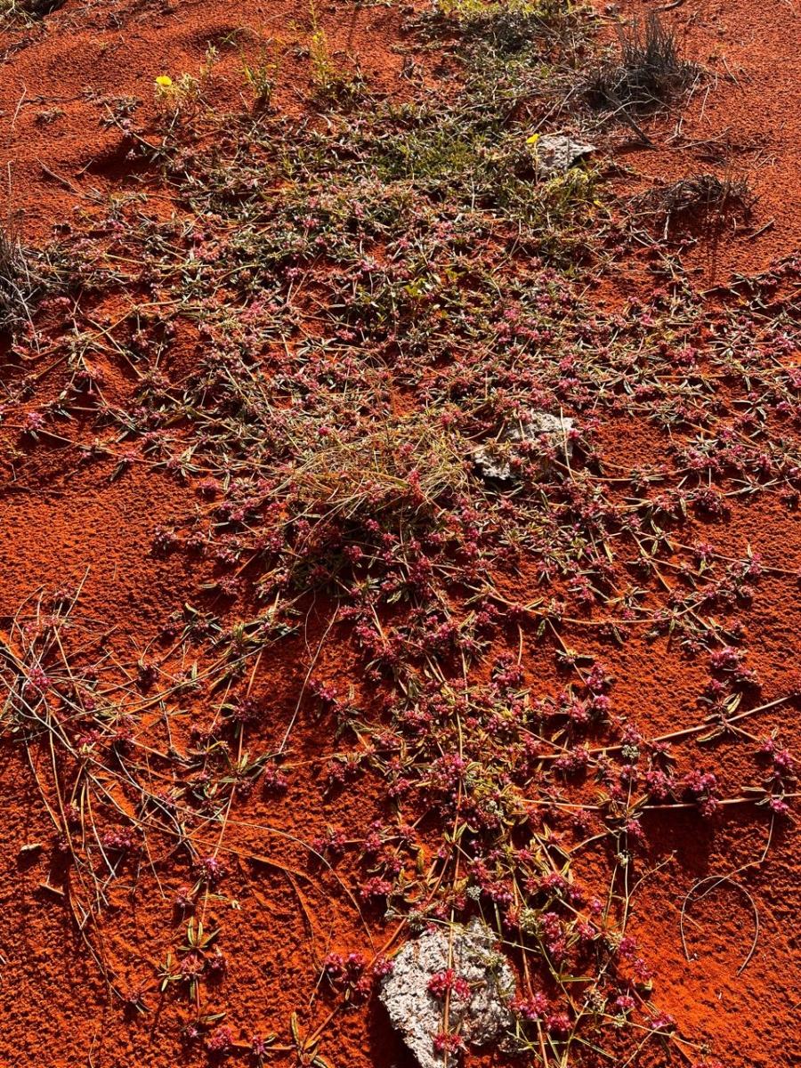 3 Bedroom Property for Sale in Upington Rural Northern Cape